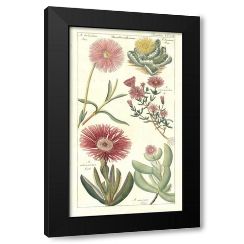 Ice Plant Black Modern Wood Framed Art Print by Dietrich, David