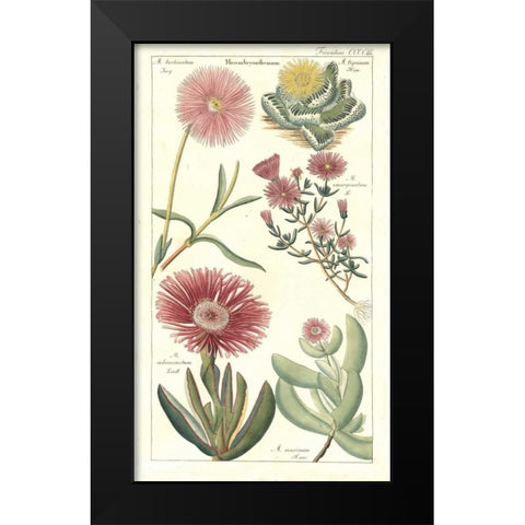 Ice Plant Black Modern Wood Framed Art Print by Dietrich, David