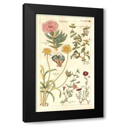 Ice Plant Black Modern Wood Framed Art Print with Double Matting by Dietrich, David