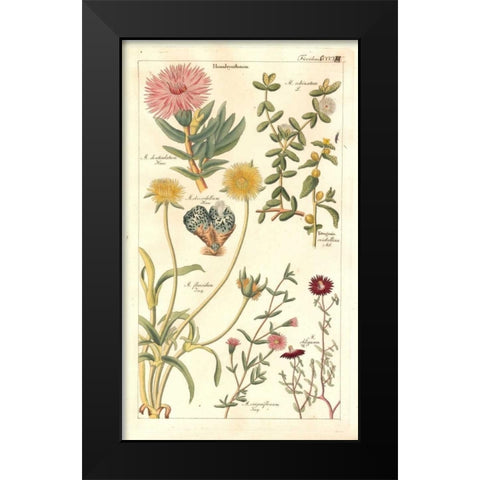 Ice Plant Black Modern Wood Framed Art Print by Dietrich, David