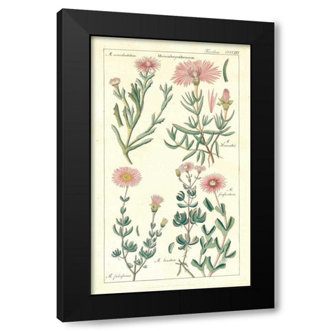 Ice Plant Black Modern Wood Framed Art Print with Double Matting by Dietrich, David