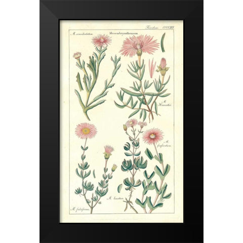 Ice Plant Black Modern Wood Framed Art Print by Dietrich, David