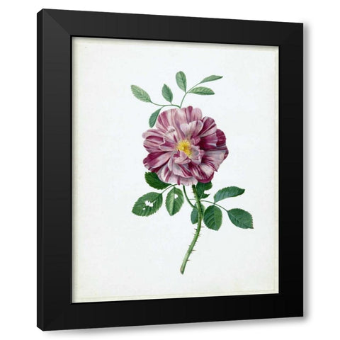 Rose Black Modern Wood Framed Art Print with Double Matting by De Bray, Dirck