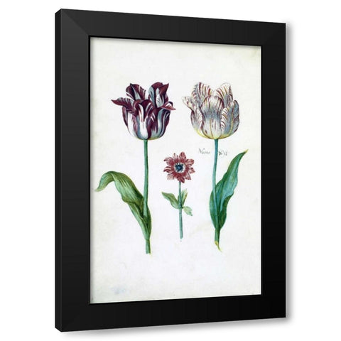 Tulips Black Modern Wood Framed Art Print with Double Matting by De Bray, Dirck