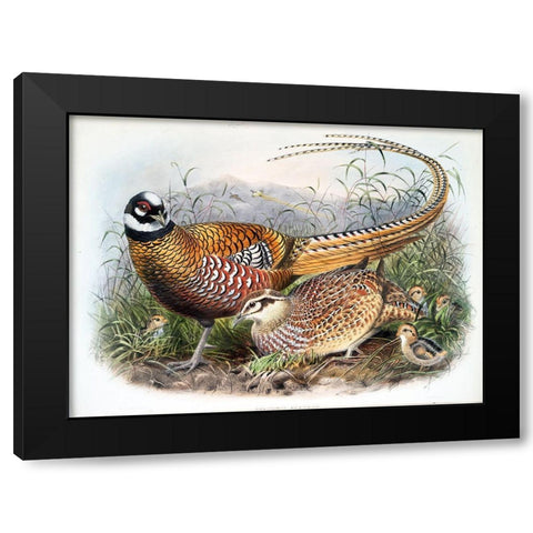 Reeves Pheasants Black Modern Wood Framed Art Print with Double Matting by Elliot, David