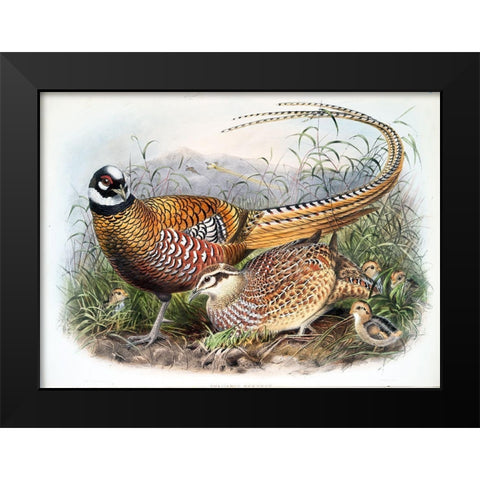 Reeves Pheasants Black Modern Wood Framed Art Print by Elliot, David