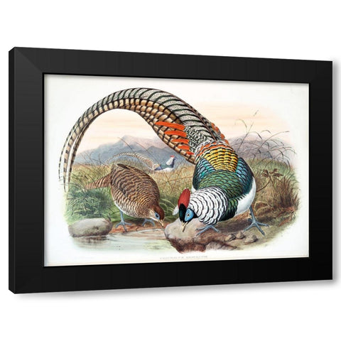 Amherst Pheasant Black Modern Wood Framed Art Print with Double Matting by Elliot, David
