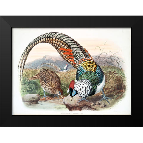 Amherst Pheasant Black Modern Wood Framed Art Print by Elliot, David