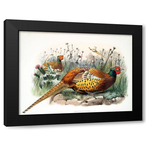 Shaws Pheasant Black Modern Wood Framed Art Print with Double Matting by Elliot, David