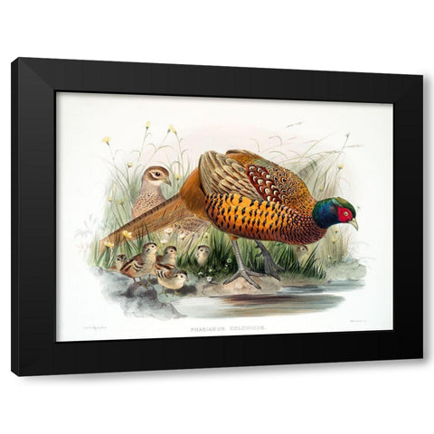 Colchicus Pheasant Black Modern Wood Framed Art Print by Elliot, David