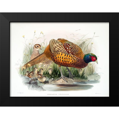 Colchicus Pheasant Black Modern Wood Framed Art Print by Elliot, David