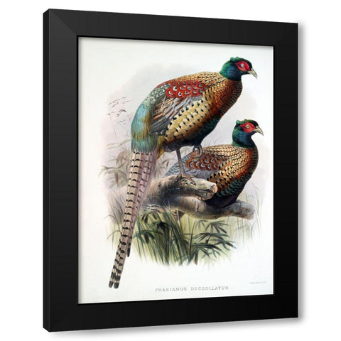 Pheasant Deccollatus Black Modern Wood Framed Art Print with Double Matting by Elliot, David