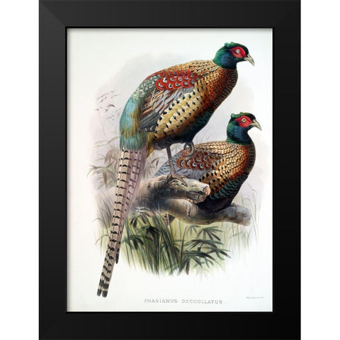 Pheasant Deccollatus Black Modern Wood Framed Art Print by Elliot, David