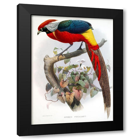 Hybrid Pheasant Black Modern Wood Framed Art Print with Double Matting by Elliot, David