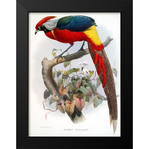 Hybrid Pheasant Black Modern Wood Framed Art Print by Elliot, David