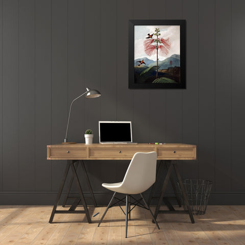 Large Flowering Sensitive Plant Black Modern Wood Framed Art Print by Thornton, Dr R