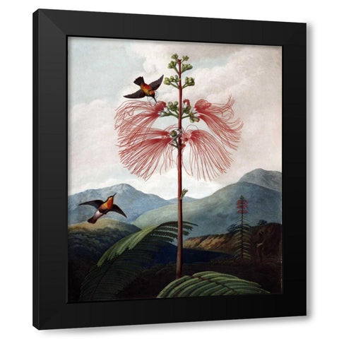 Large Flowering Sensitive Plant Black Modern Wood Framed Art Print with Double Matting by Thornton, Dr R