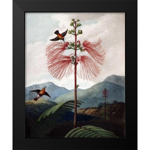 Large Flowering Sensitive Plant Black Modern Wood Framed Art Print by Thornton, Dr R