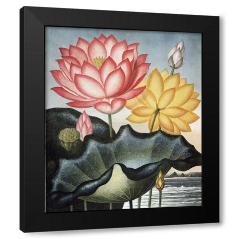 Sacred Egyptian Bean Black Modern Wood Framed Art Print with Double Matting by Thornton, Dr R