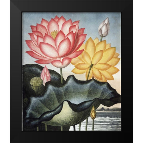 Sacred Egyptian Bean Black Modern Wood Framed Art Print by Thornton, Dr R