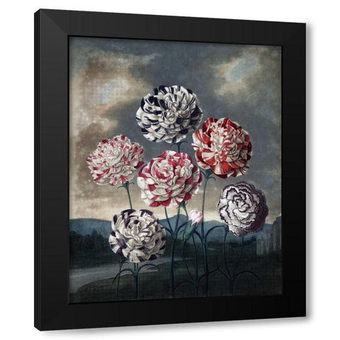 Group of Carnations Black Modern Wood Framed Art Print with Double Matting by Thornton, Dr R
