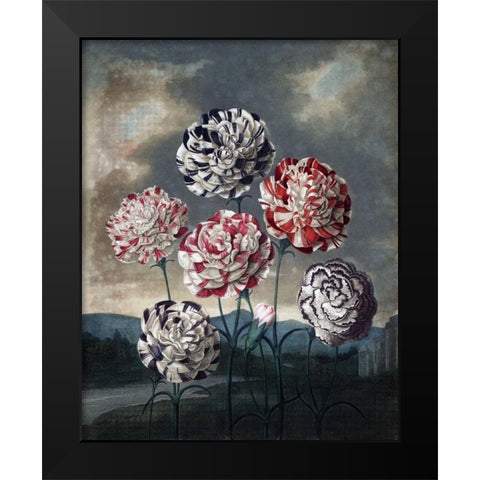 Group of Carnations Black Modern Wood Framed Art Print by Thornton, Dr R