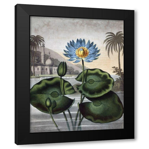 Blue Egyptian Water Lily Black Modern Wood Framed Art Print with Double Matting by Thornton, Dr R