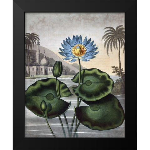 Blue Egyptian Water Lily Black Modern Wood Framed Art Print by Thornton, Dr R