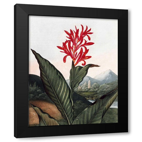 Indian Reed Black Modern Wood Framed Art Print by Thornton, Dr R