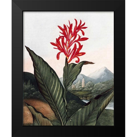 Indian Reed Black Modern Wood Framed Art Print by Thornton, Dr R