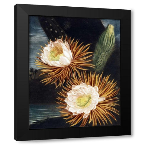 Cereus Black Modern Wood Framed Art Print by Thornton, Dr R