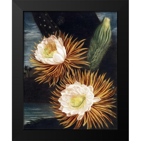 Cereus Black Modern Wood Framed Art Print by Thornton, Dr R