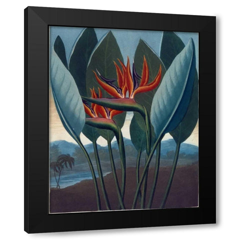 Strelizia Black Modern Wood Framed Art Print by Thornton, Dr R
