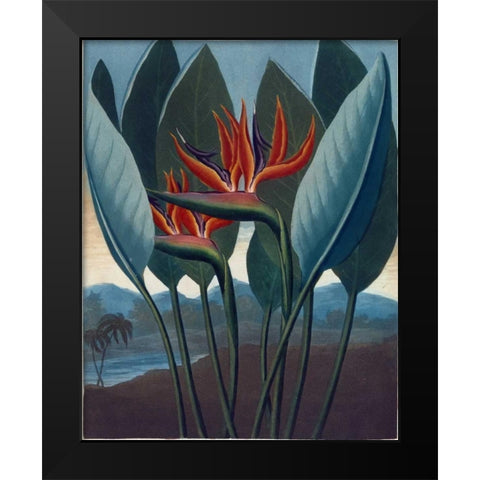 Strelizia Black Modern Wood Framed Art Print by Thornton, Dr R