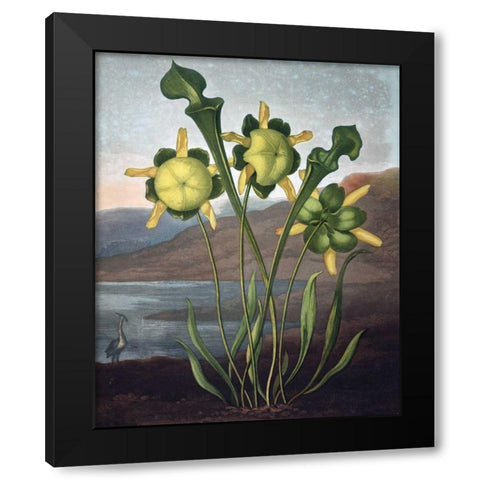 Pitcher Plant Black Modern Wood Framed Art Print by Thornton, Dr R