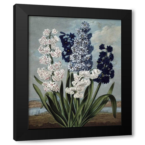 Hyacinth Black Modern Wood Framed Art Print with Double Matting by Thornton, Dr R