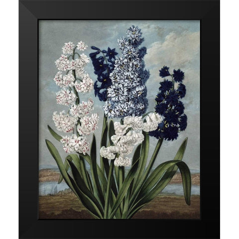 Hyacinth Black Modern Wood Framed Art Print by Thornton, Dr R