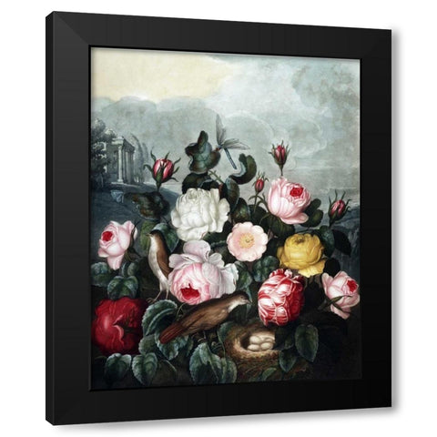 Roses Black Modern Wood Framed Art Print with Double Matting by Thornton, Dr R