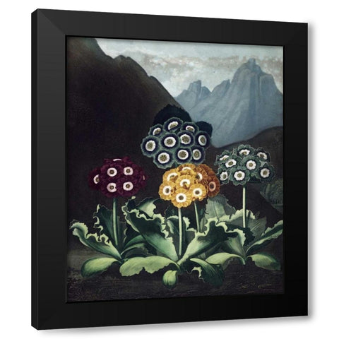 Auriculas Black Modern Wood Framed Art Print with Double Matting by Thornton, Dr R