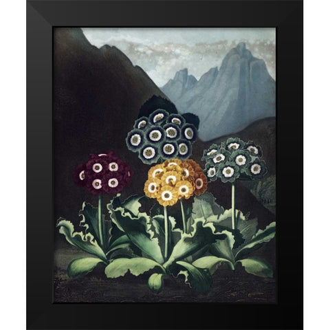 Auriculas Black Modern Wood Framed Art Print by Thornton, Dr R