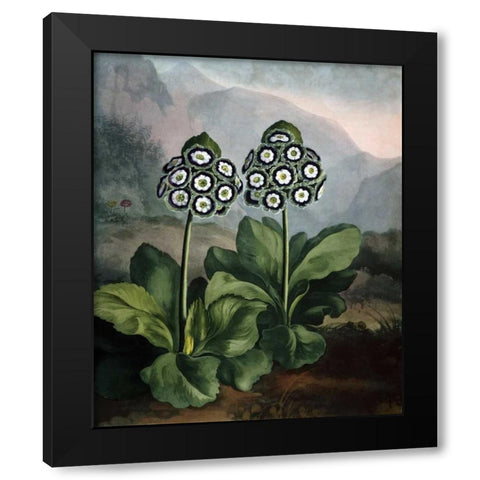 Auriculas Black Modern Wood Framed Art Print by Thornton, Dr R