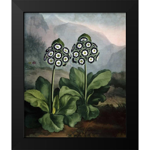 Auriculas Black Modern Wood Framed Art Print by Thornton, Dr R