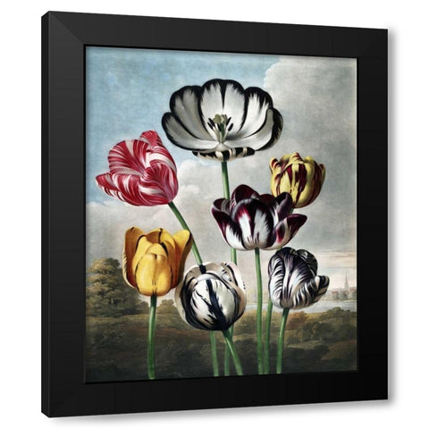 Tulips Black Modern Wood Framed Art Print by Thornton, Dr R