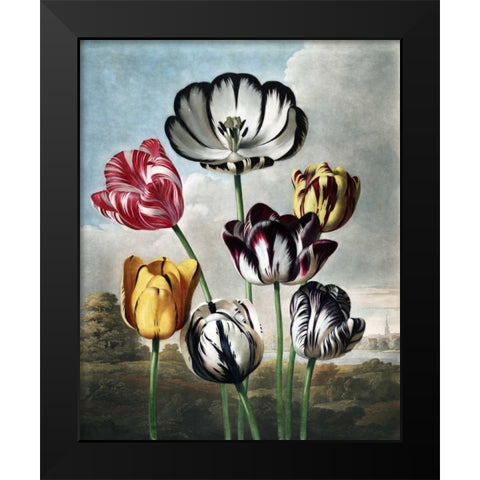 Tulips Black Modern Wood Framed Art Print by Thornton, Dr R