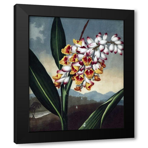 Orchid Black Modern Wood Framed Art Print with Double Matting by Thornton, Dr R