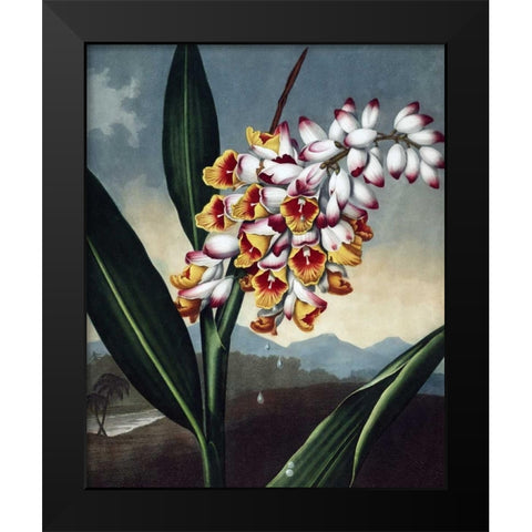 Orchid Black Modern Wood Framed Art Print by Thornton, Dr R