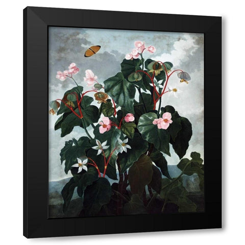 Begonia Black Modern Wood Framed Art Print with Double Matting by Thornton, Dr R
