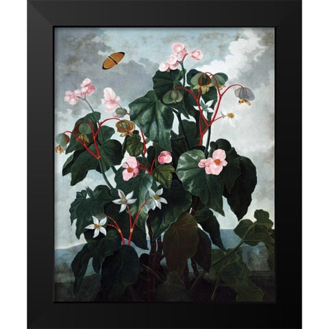 Begonia Black Modern Wood Framed Art Print by Thornton, Dr R