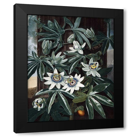 Blue Passion Flower Black Modern Wood Framed Art Print with Double Matting by Thornton, Dr R