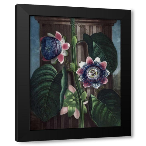 Quadrangular Passion Flower Black Modern Wood Framed Art Print by Thornton, Dr R